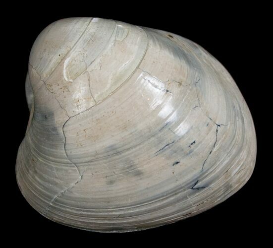 Polished Fossil Clam - Large Size #5259